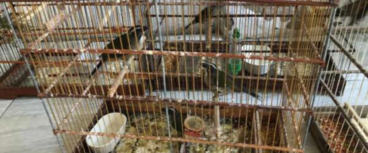 Prisões aconteceram em Fortaleza. | Foto: Ascom Polícia Civíl