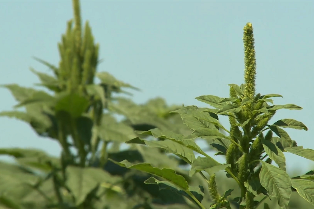 Agronegócio: Foco de caruru palmeri é detectado no Mato Grosso do Sul