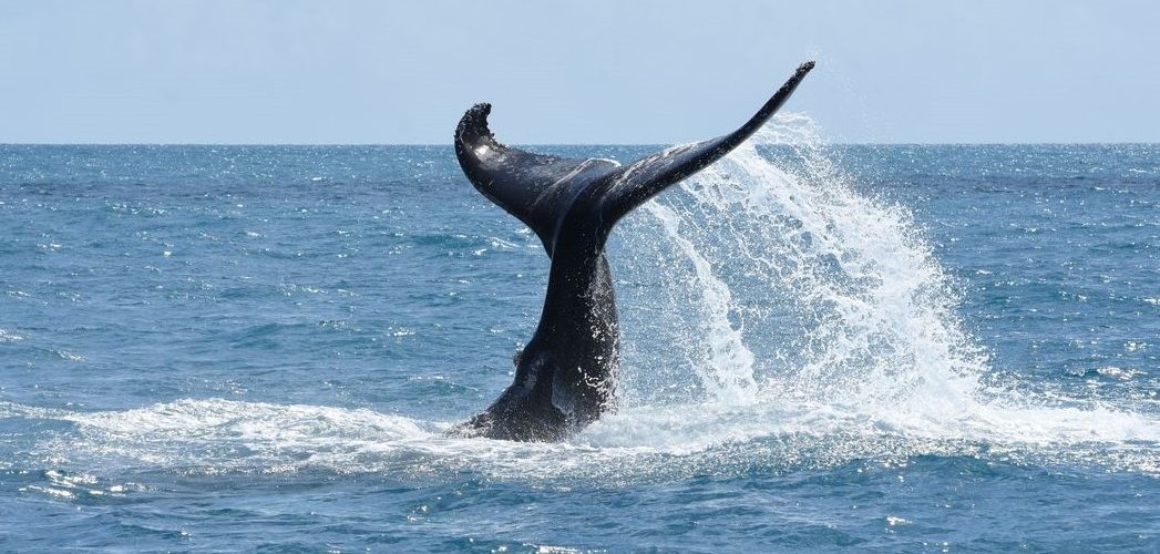 Natureza: Censo aéreo confirma recuperação da população de baleias jubarte