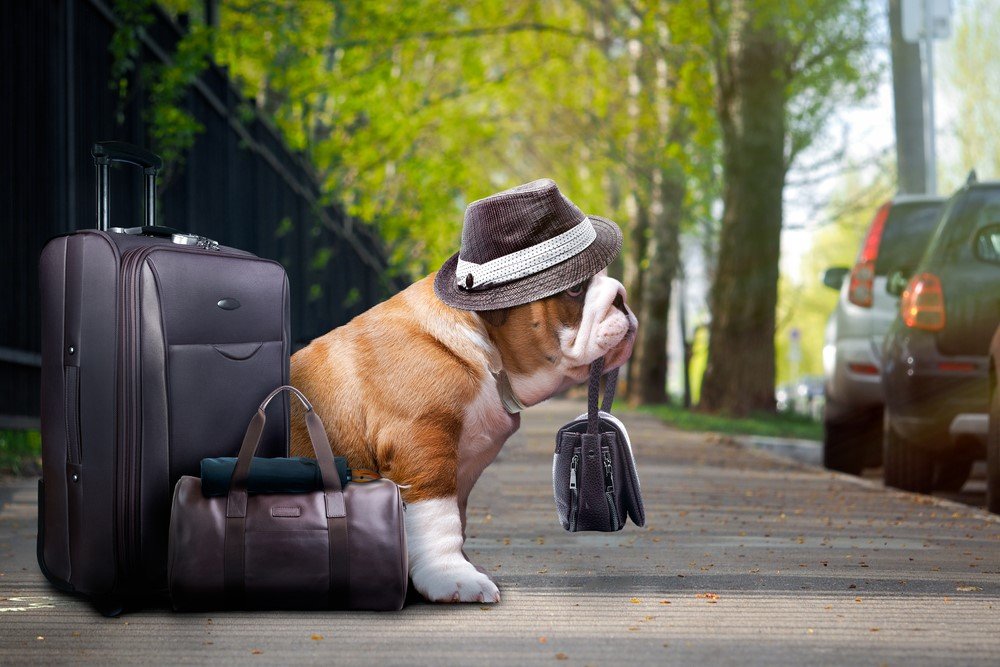 Bem-Estar Animal Viagem de férias: levar ou não o cachorro?  Consultora em comportamento canino traz recomendações que prezam pelo bem-estar do peludo e, consequentemente, de seus donos