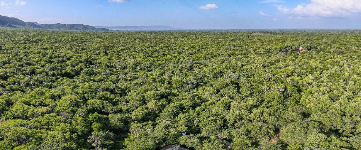 No segmento de conservação do meio ambiente, o programa já transportou mais de 4,5 mil animais para preservação ambiental. | Foto: Divulgação