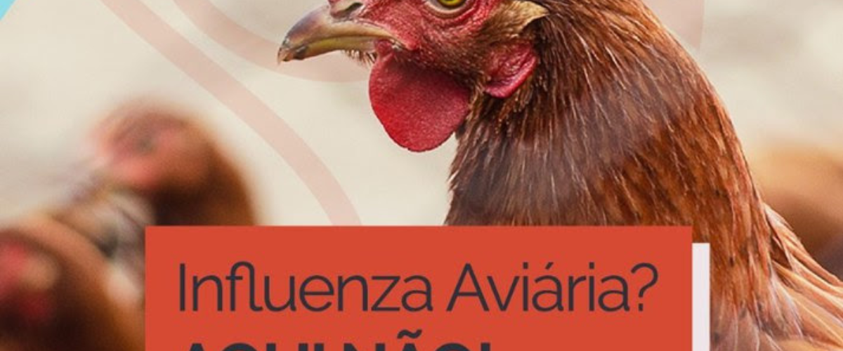 A campanha tem como foco sensibilizar cidadãos, médicos veterinários, avicultores e polícia ambiental sobre a importância das notificações imediatas de suspeitas. | Foto: Reprodução