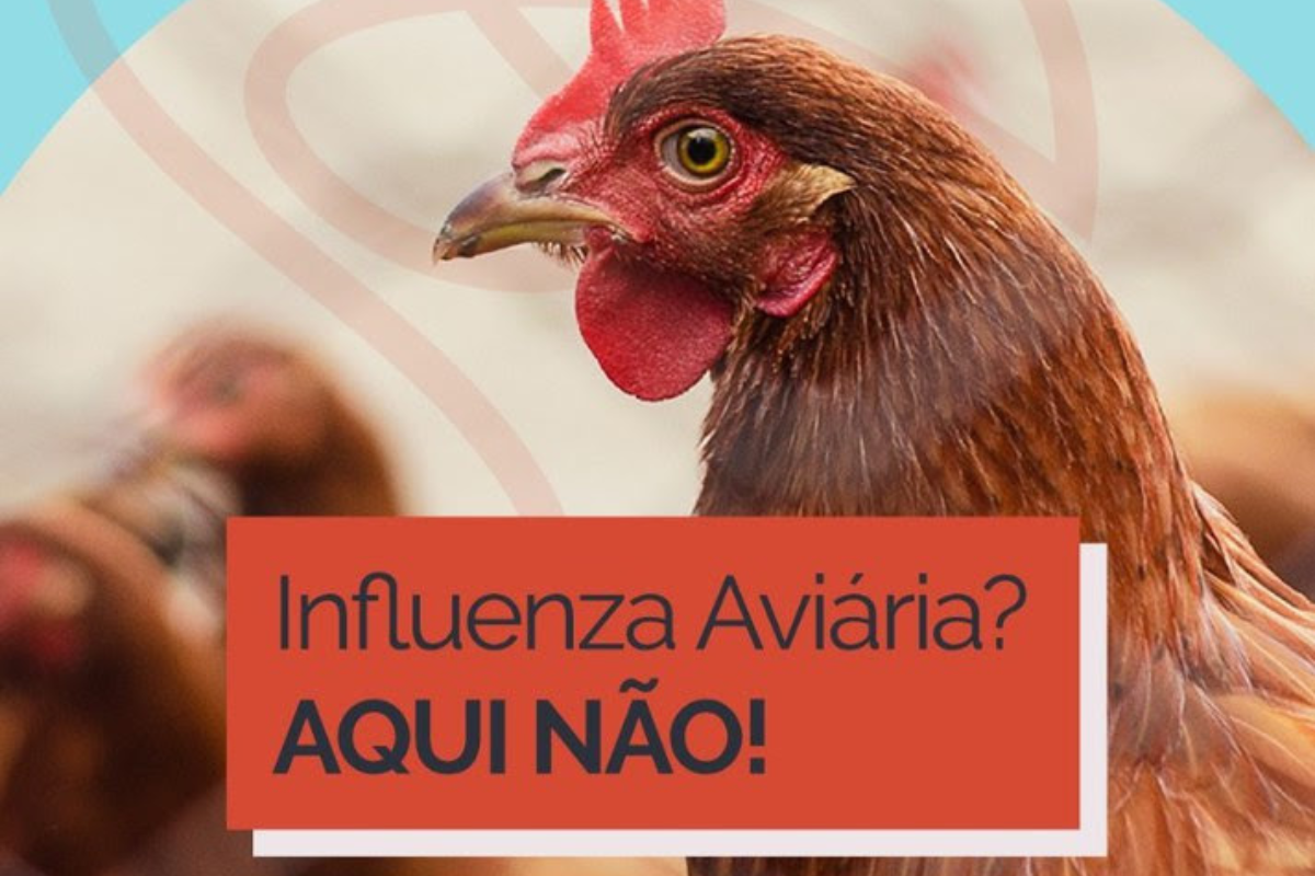 A campanha tem como foco sensibilizar cidadãos, médicos veterinários, avicultores e polícia ambiental sobre a importância das notificações imediatas de suspeitas. | Foto: Reprodução