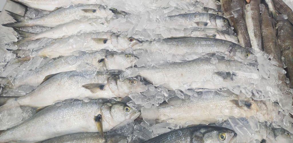 Comércio Exterior: Ceará se mantêm líder nas exportações de pescado