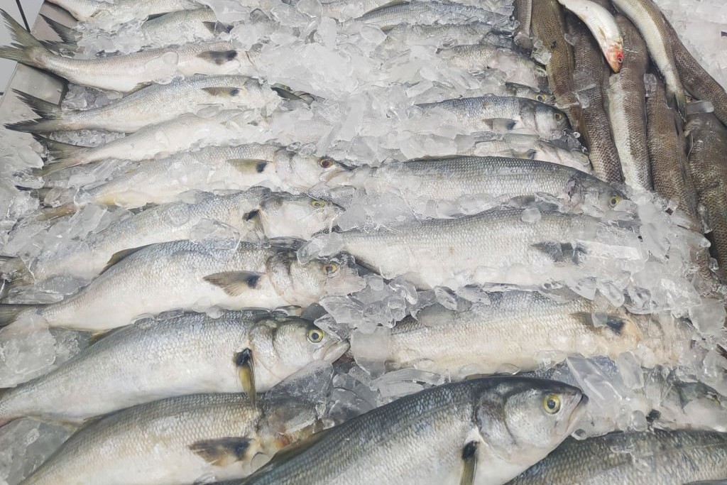 Comércio Exterior: Ceará se mantêm líder nas exportações de pescado