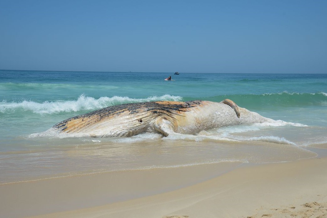 Meio Ambiente: Projeto da Petrobras encontra mais de 30 mil animais mortos em praias