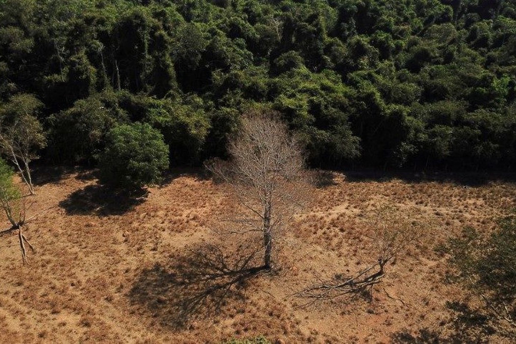 Amazônia Legal: desmatamento cai 61% em janeiro