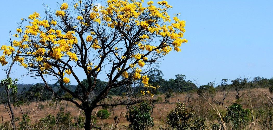 Meio Ambiente: Cerca de 80% do desmatamento no Cerrado de MT foi feito ilegalmente