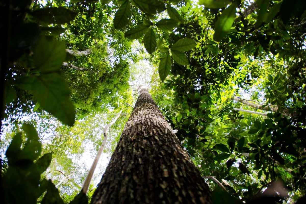 As inscrições são gratuitas e podem ser feitas no site genese.jornadaamazonia.org.br até o dia 12 de março.| Foto: Marcelo Camargo