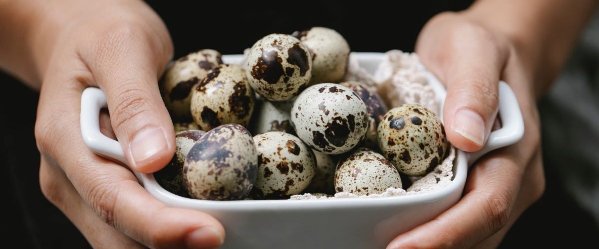 Ovo de codorna: Saiba os benefícios nutricionais deste super alimento