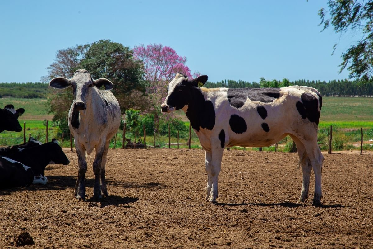 Agronegócio: Cuidados na alimentação da vaca garantem maior qualidade do leite