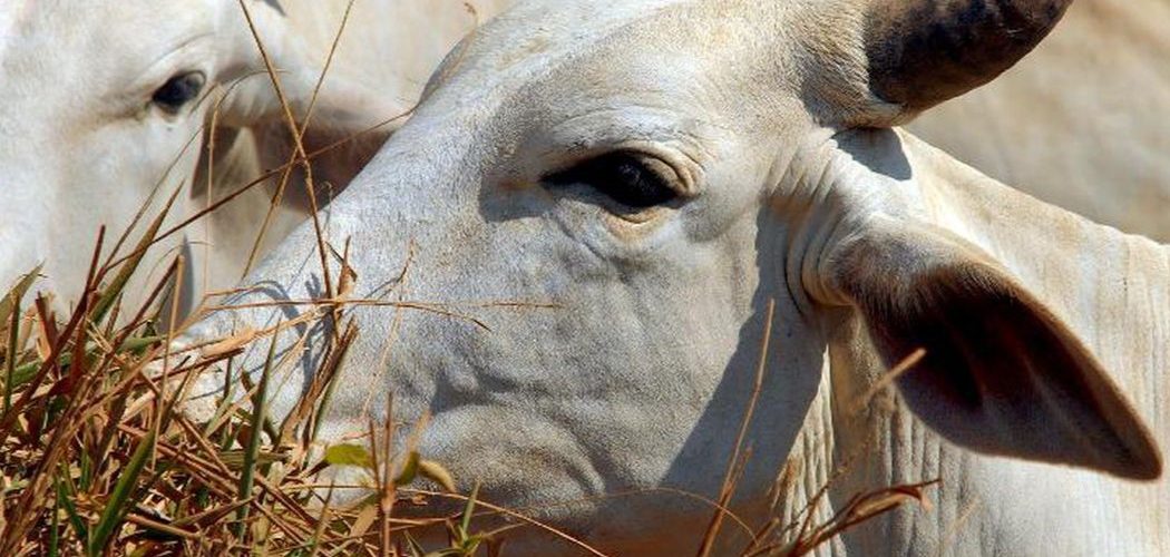 Saúde Animal: Pará confirma caso de vaca louca no interior do estadoq