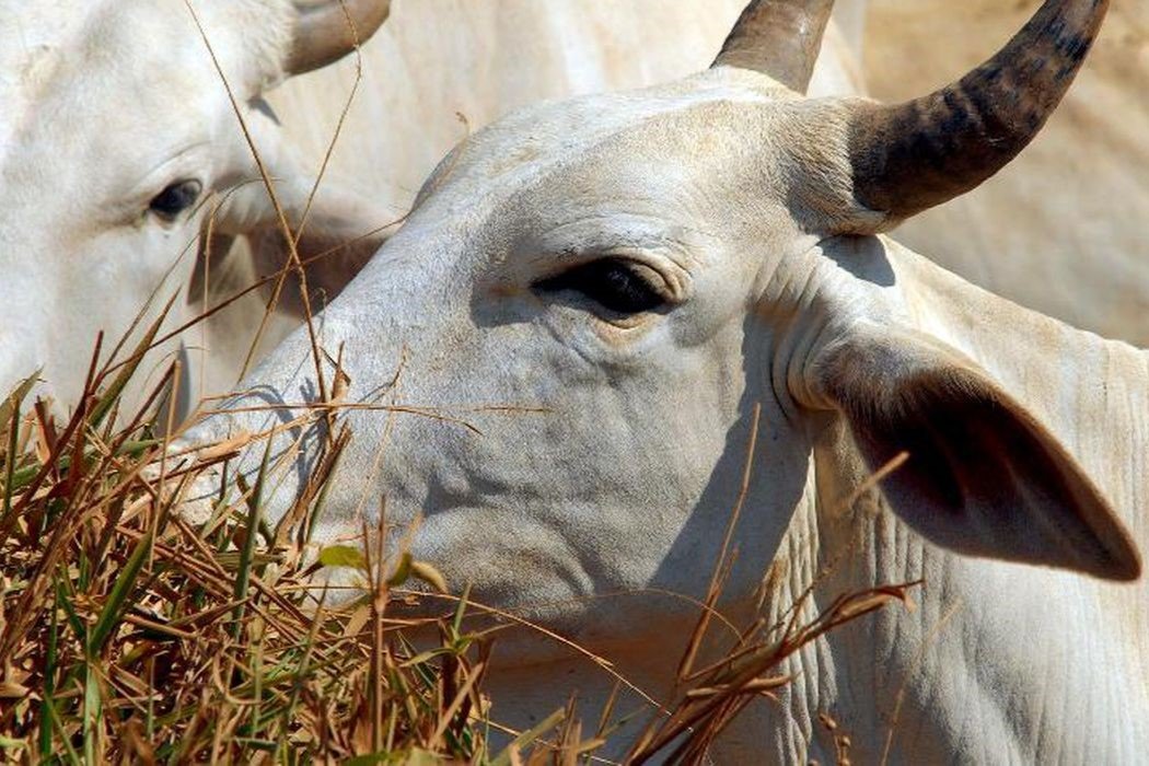 Saúde Animal: Pará confirma caso de vaca louca no interior do estadoq