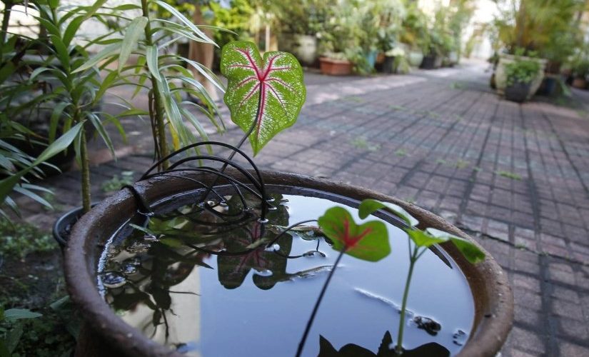 Saúde: Como os condomínios podem ajudar a combater a Chikungunya 