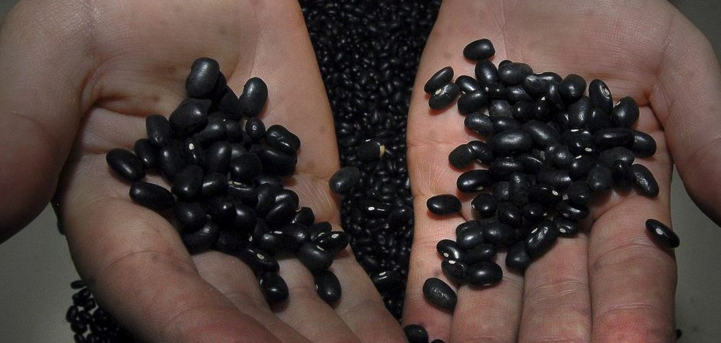 Dieta: Pesquisa aponta que feijão é aliado na luta contra obesidade