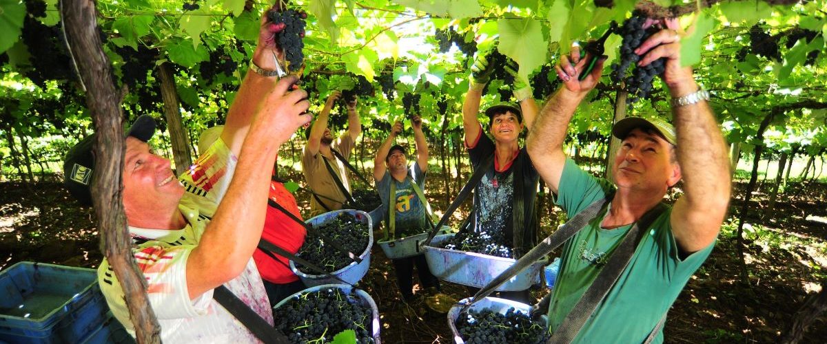 Nova Estação Outono chegou! Embarque no turismo rural e conheça as deliciosas frutas brasileiras