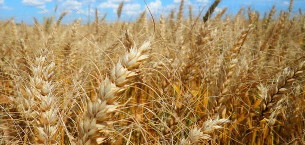 Agronegócio: Conselho tem até 5 de abril para decidir sobre trigo transgênico