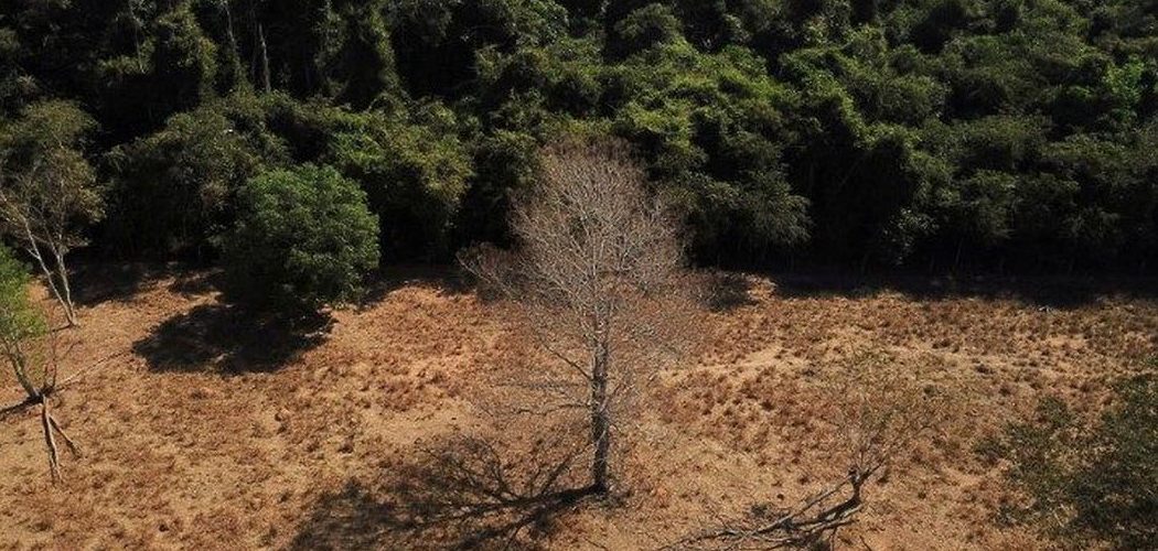 Meio Ambiente: Amazônia e Cerrado batem recorde de alertas de desmatamento