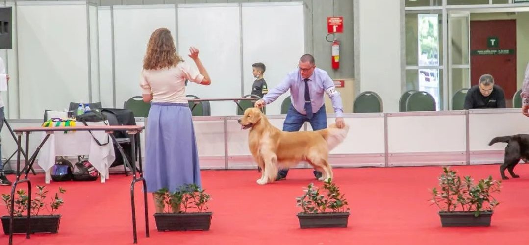 Exposição: Kennel Clube promove 1º Festival de Cães de 2023