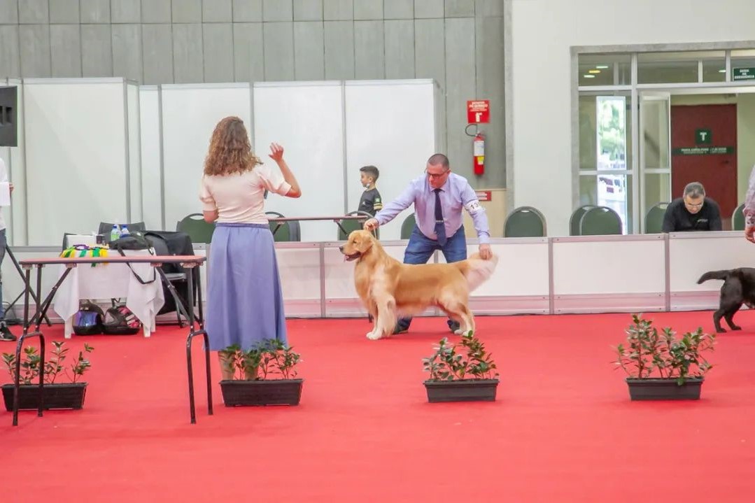 Exposição: Kennel Clube promove 1º Festival de Cães de 2023