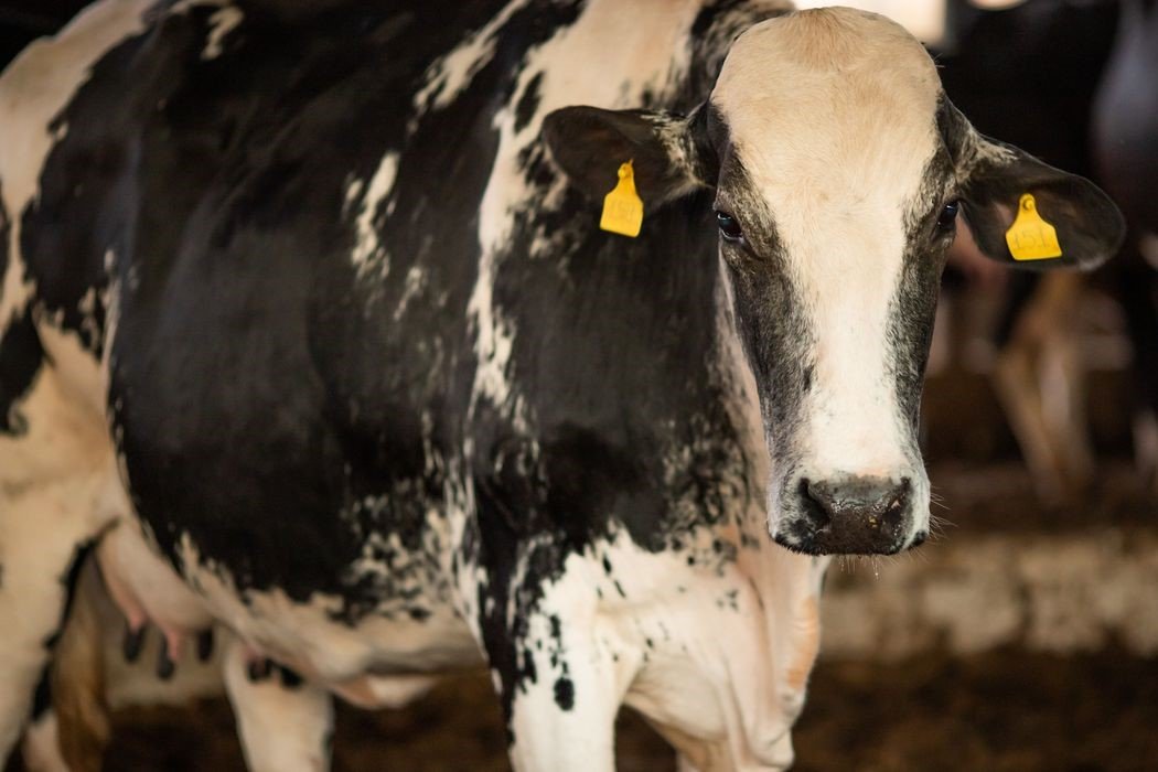 Pecuária: Confirmado que caso recente de Vaca Louca é atípico