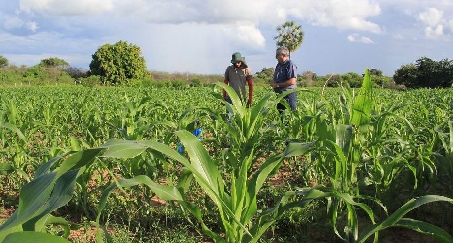 Agronegócio: Agropecuária é destaque do PIB do Ceará em 2022