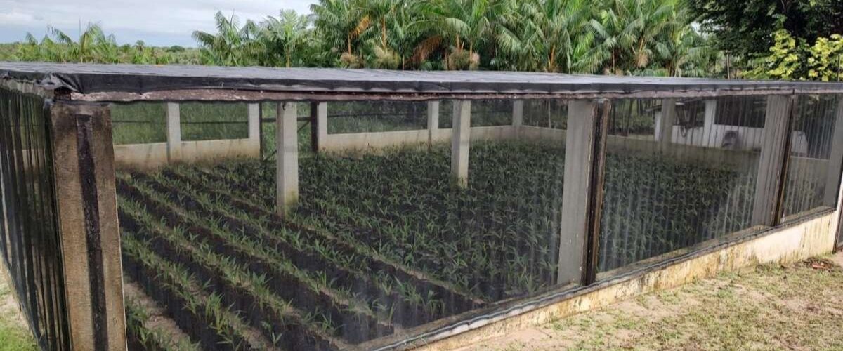 Agronegócio: Ematerce implementa ações econômicas em projeto que incrementa produção de açaí em Paracuru