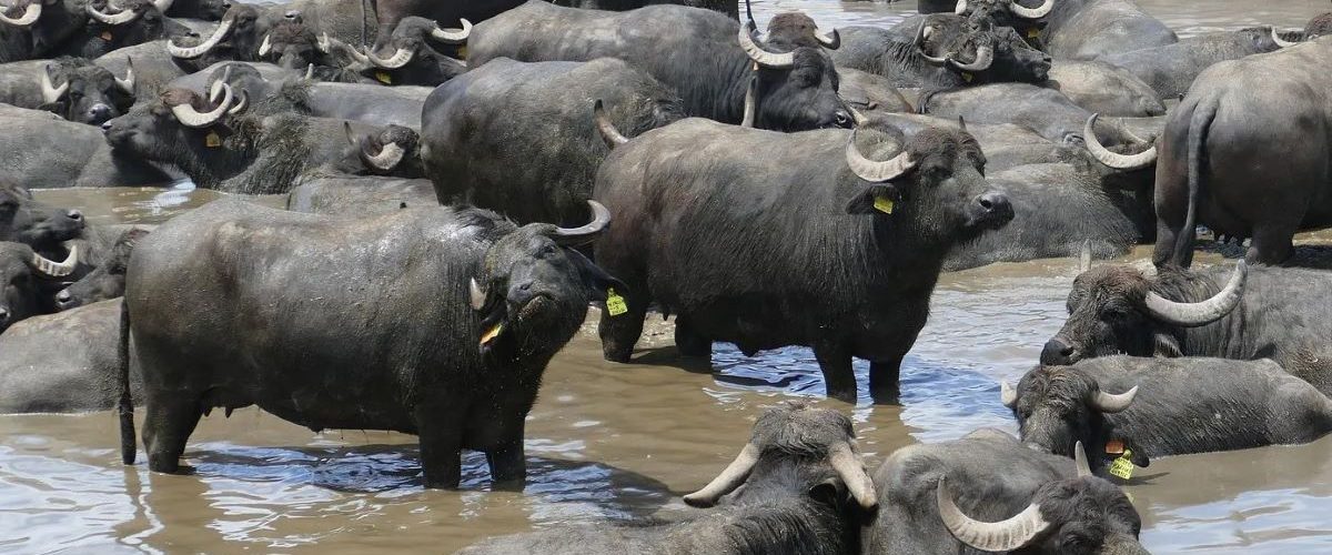 Alvo Reverso: Operação da PF combate caça ilegal de búfalos