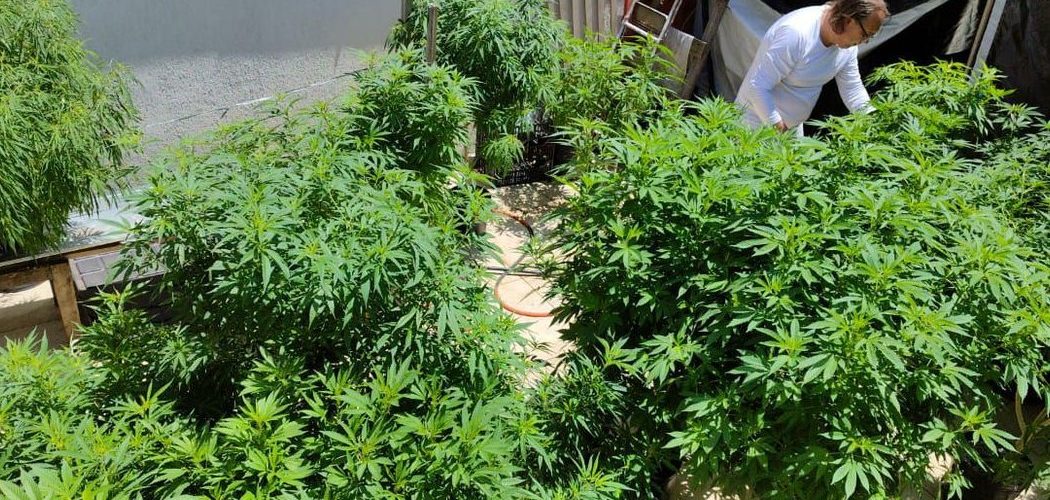 Canabidiol: Venda nas farmácias de produtos à base de cannabis cresce 342,3%