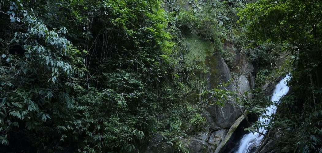 Meio Ambiente: Mata Atlântica tem água de boa qualidade em apenas 6,9% dos rios