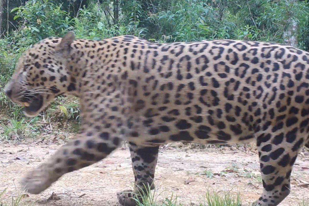 Meio Ambiente: Pesquisadores monitoram comportamento de onças na Amazônia