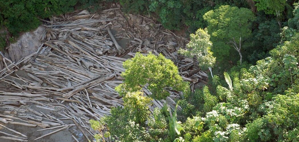Meio Ambiente: Três em cada quatro hectares desmatados têm indícios de ilegalidade