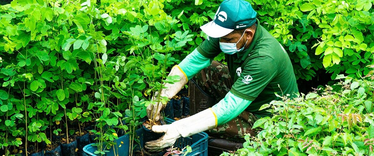 Meio Ambiente: Associação Caatinga promove evento sobre a restauração do semiárido
