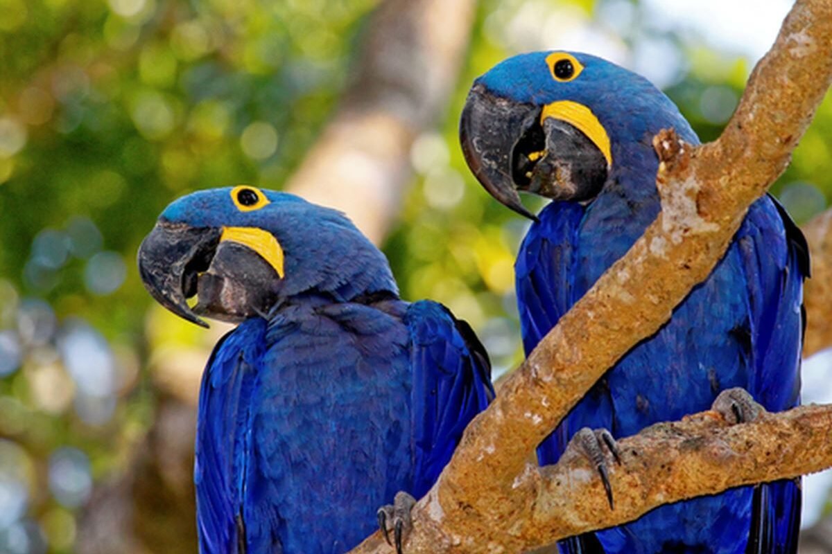 Natureza: Revista Time destaca Pantanal entre os 50 melhores lugares do mundo em 2023