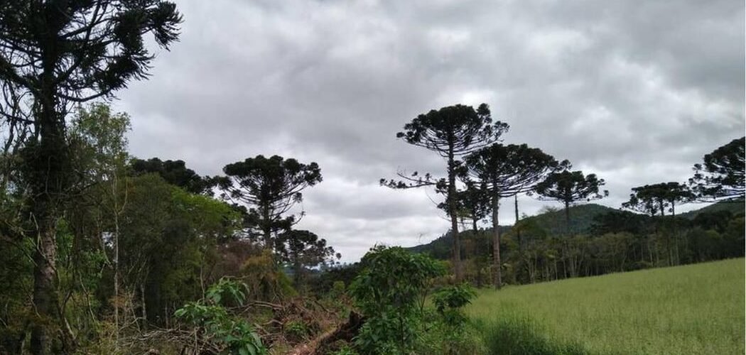 Meio Ambiente: Multas por desmatamento na Amazônia aumentam 219% no 1º trimestre