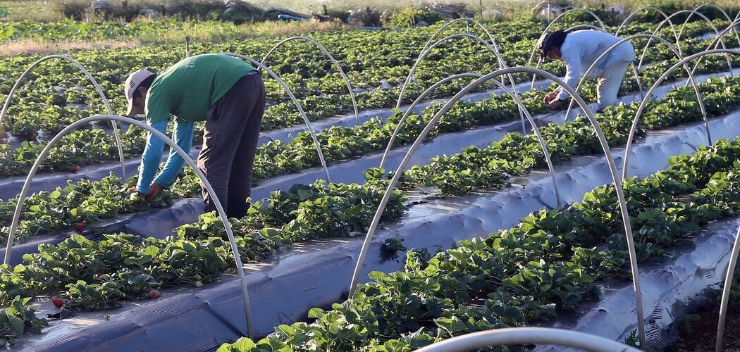 Agronegócio: Governo destinará R$ 200 milhões para complementação do Plano Safra