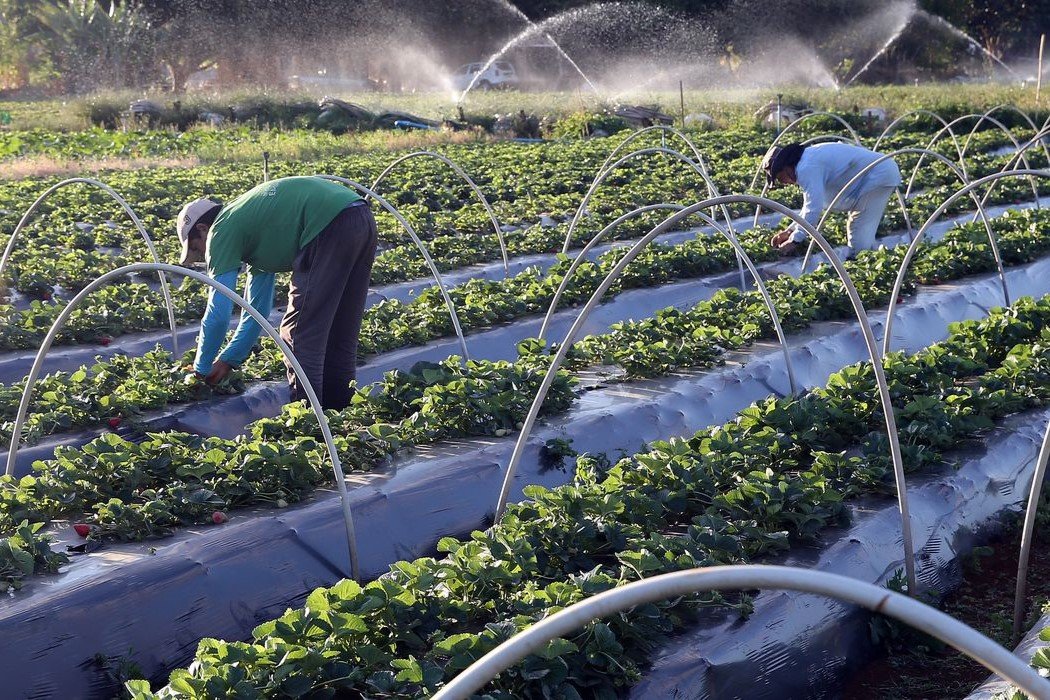 Agronegócio: Governo destinará R$ 200 milhões para complementação do Plano Safra