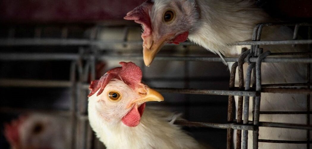 Saúde: Gripe aviária leva Brasil a decretar emergência zoossanitária