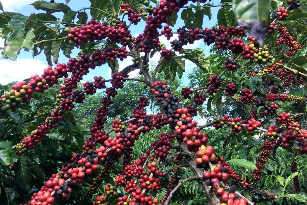 Agronegócio: Conab prevê aumento de 7,5% na colheita de café em relação a 2022
