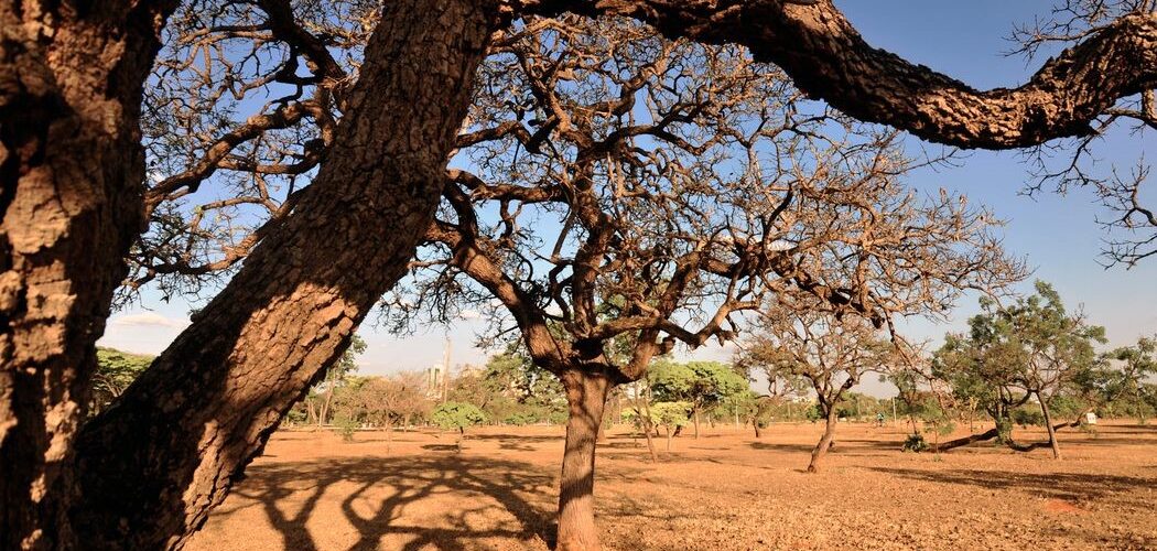 Meio Ambiente: Comunidades se unem em defesa do Cerrado