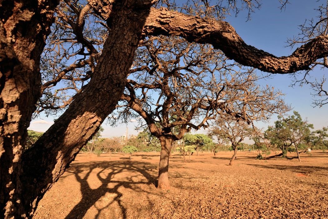 Meio Ambiente: Comunidades se unem em defesa do Cerrado