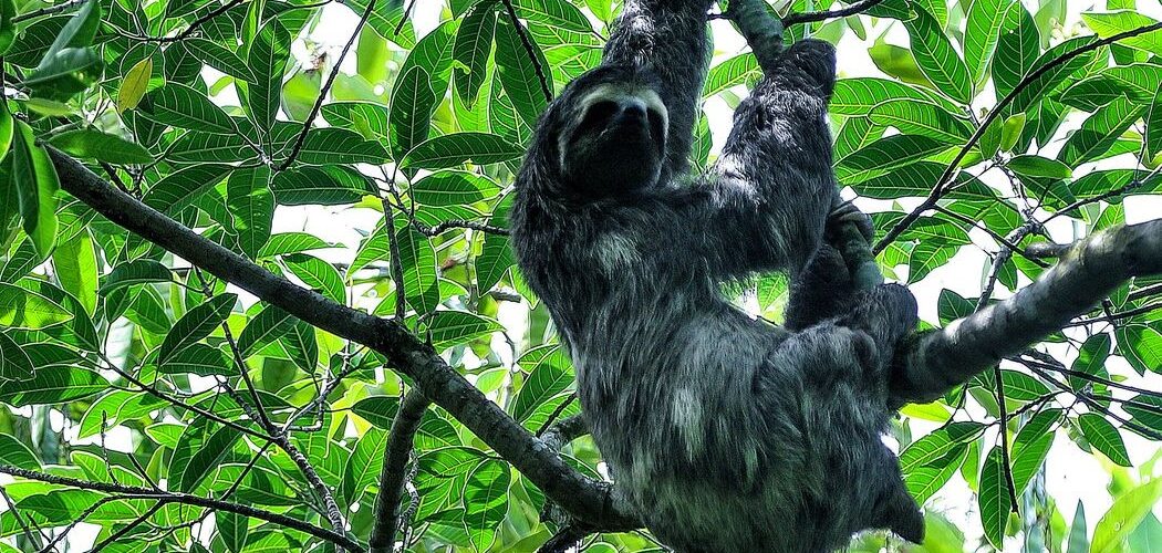 Meio Ambiente: Mata Atlântica tem maior número de espécies ameaçadas, diz pesquisa