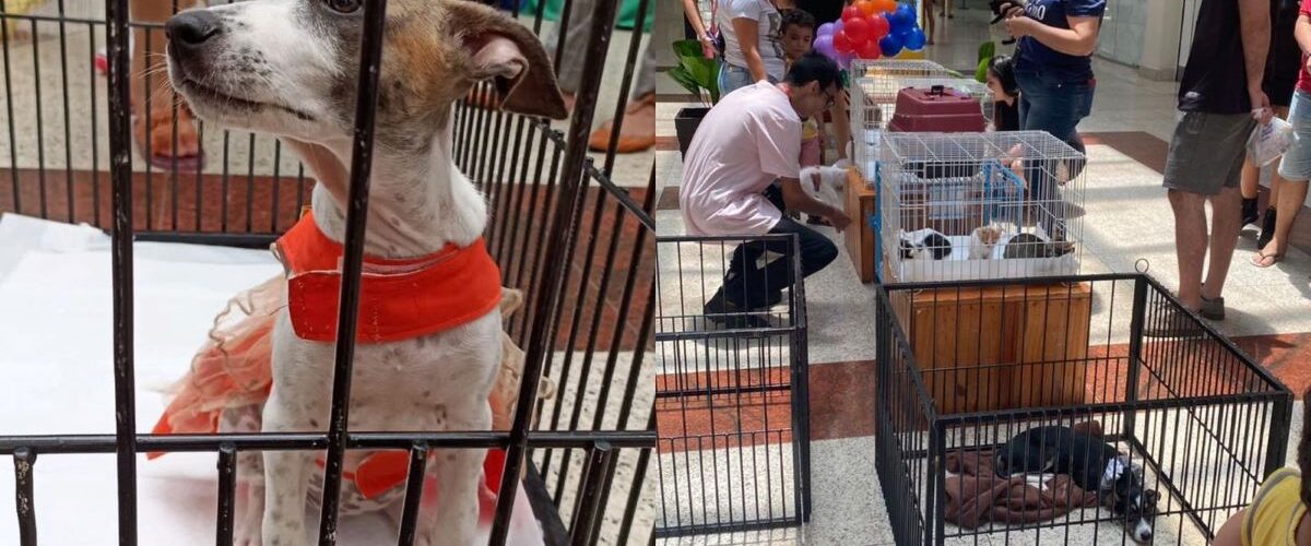 Adoção: Memorial Fortaleza Pet realiza Evento de Adoção no mês de junho