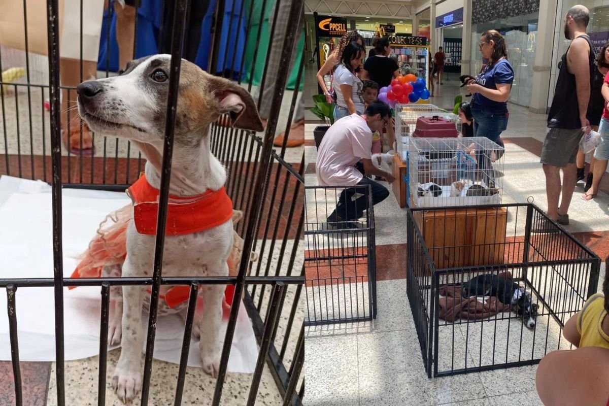 Adoção: Memorial Fortaleza Pet realiza Evento de Adoção no mês de junho