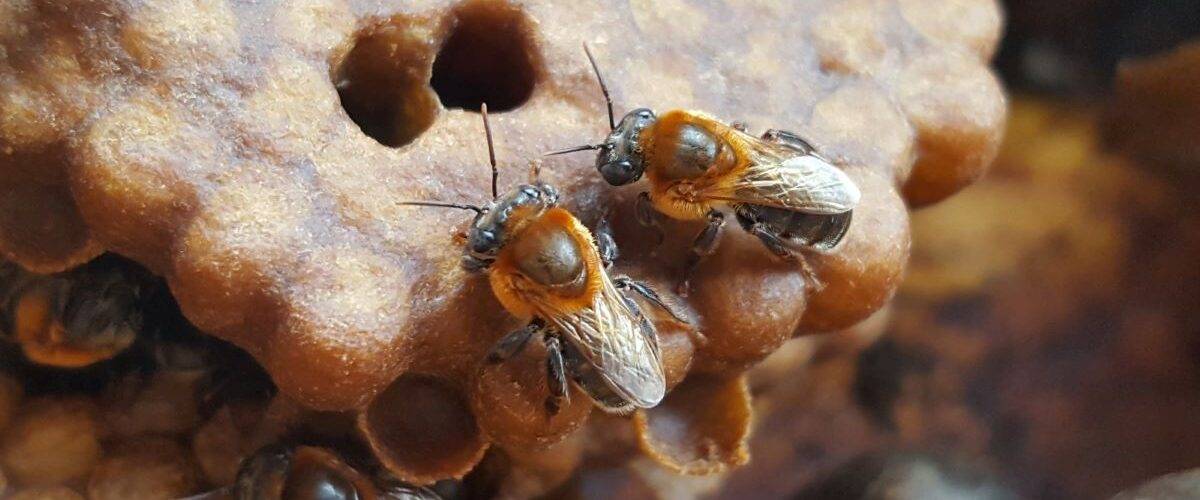Meio Ambiente: Associação Caatinga destaca importância do trabalho dos meliponicultores