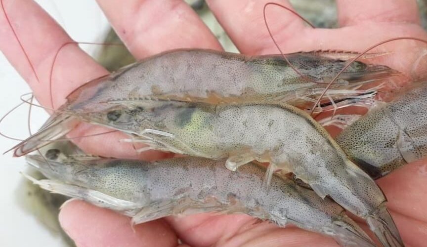 Negócios: Maior produtor de camarão do país, Ceará realiza primeira edição da ExpoCamarão