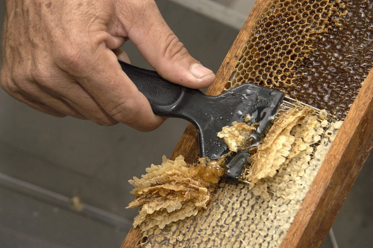 Agronegócio: Instituto Centec realiza encontro sobre ações de incentivo à apicultura
