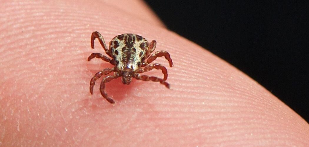 Saúde: SP confirma três mortes por febre maculosa em Campinas