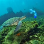 Meio Ambiente: Fernando de Noronha lança movimento nacional em defesa dos oceanos sem plásticos