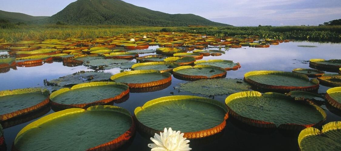 Amazônia: gigante bioma verde que incentiva o turismo de natureza pelo Brasil